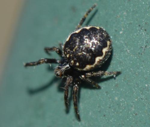 Réf. 277 844 : Nuctenea umbratica
